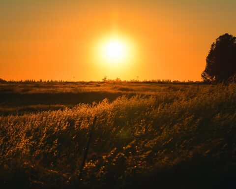 grass field during sunset