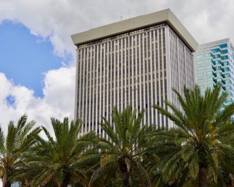 palm trees near the glass buildings