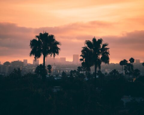 city buildings and trees during golden hour