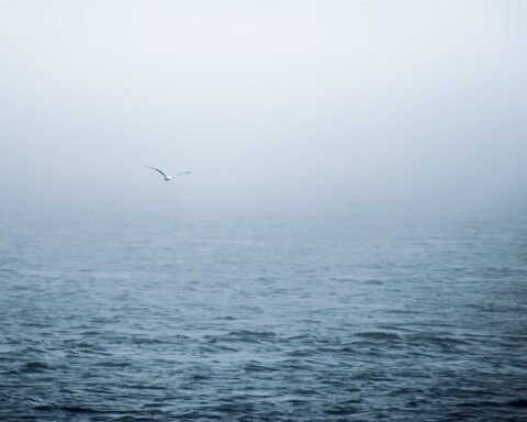 white bird flying above body of water