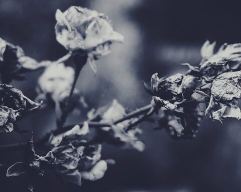 grayscale photography of a rose plant