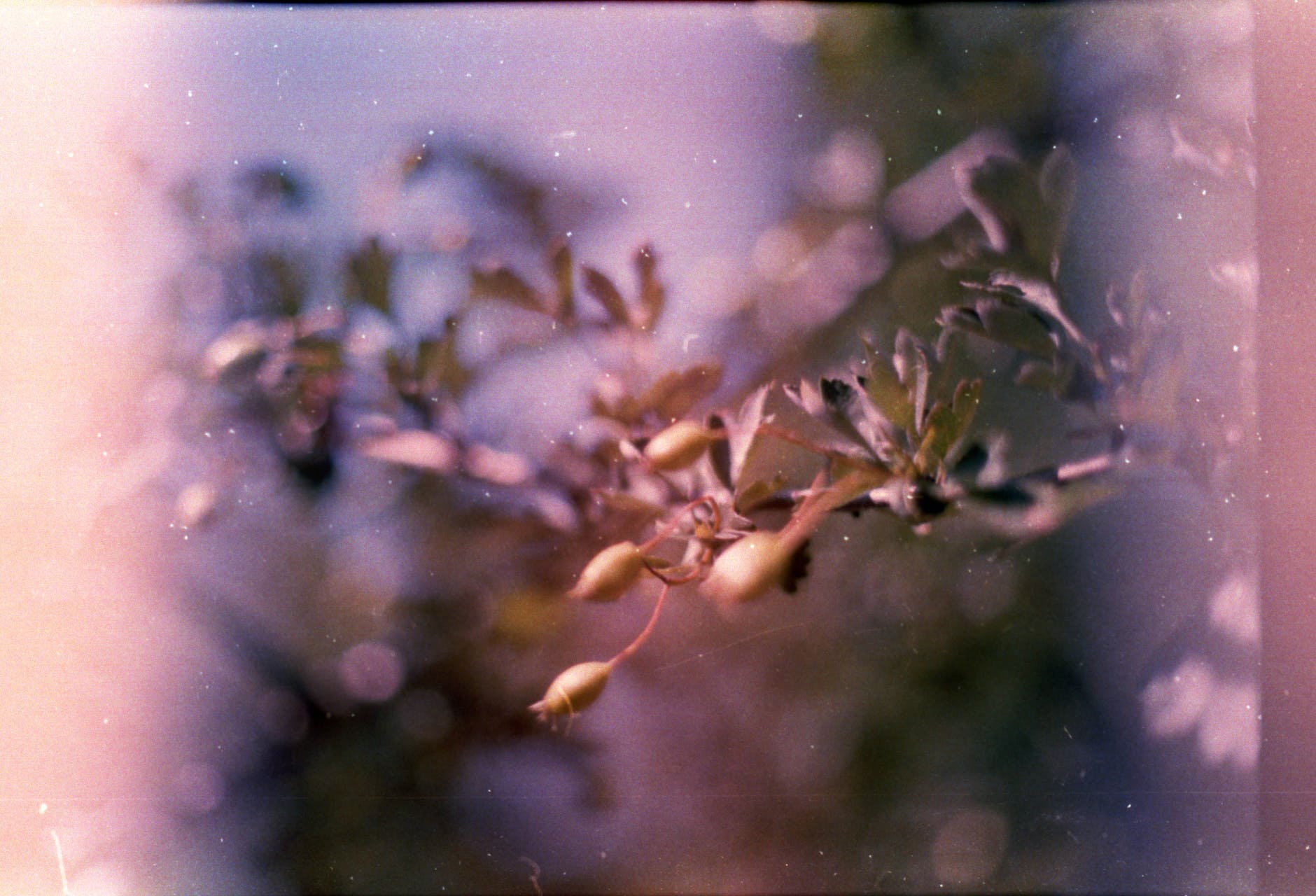 green plant in close up photography