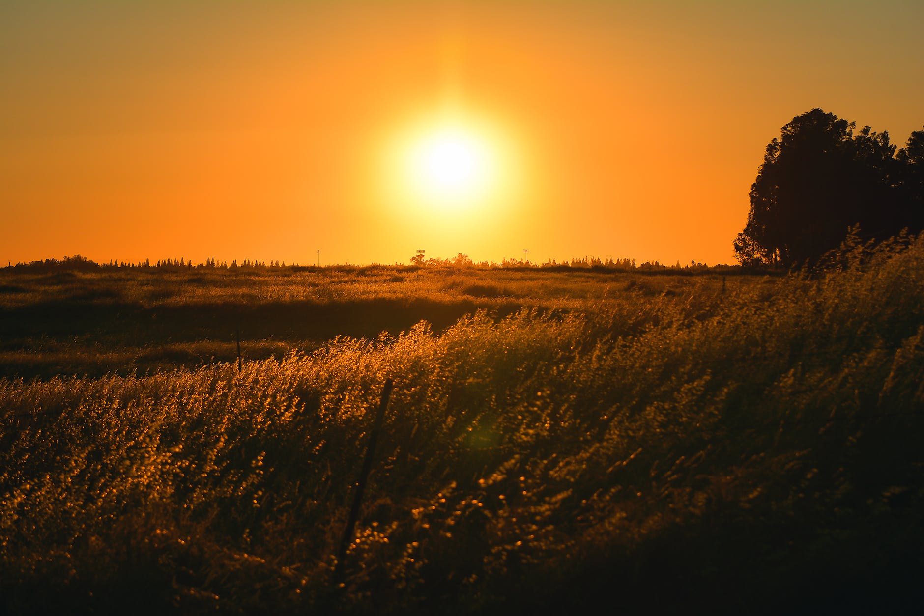 grass field during sunset