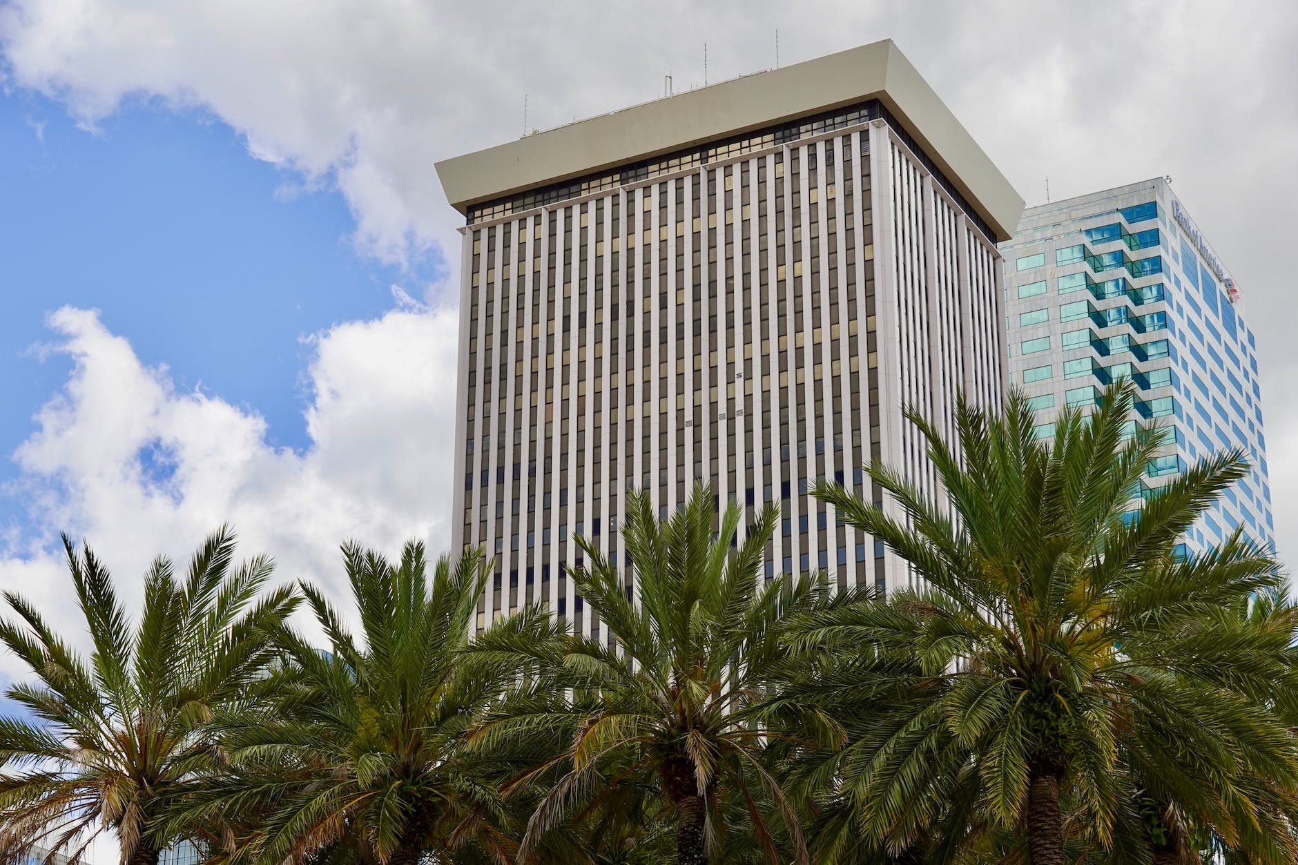 palm trees near the glass buildings