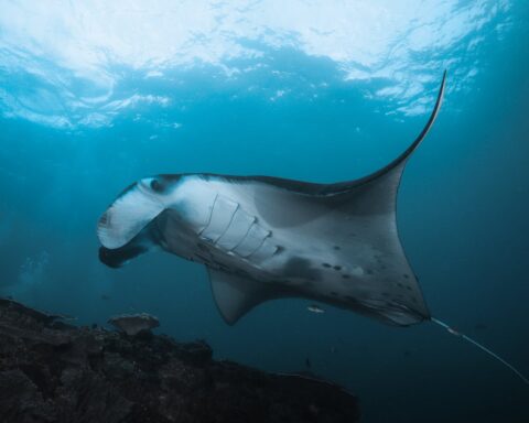 manta ray swimming underwater