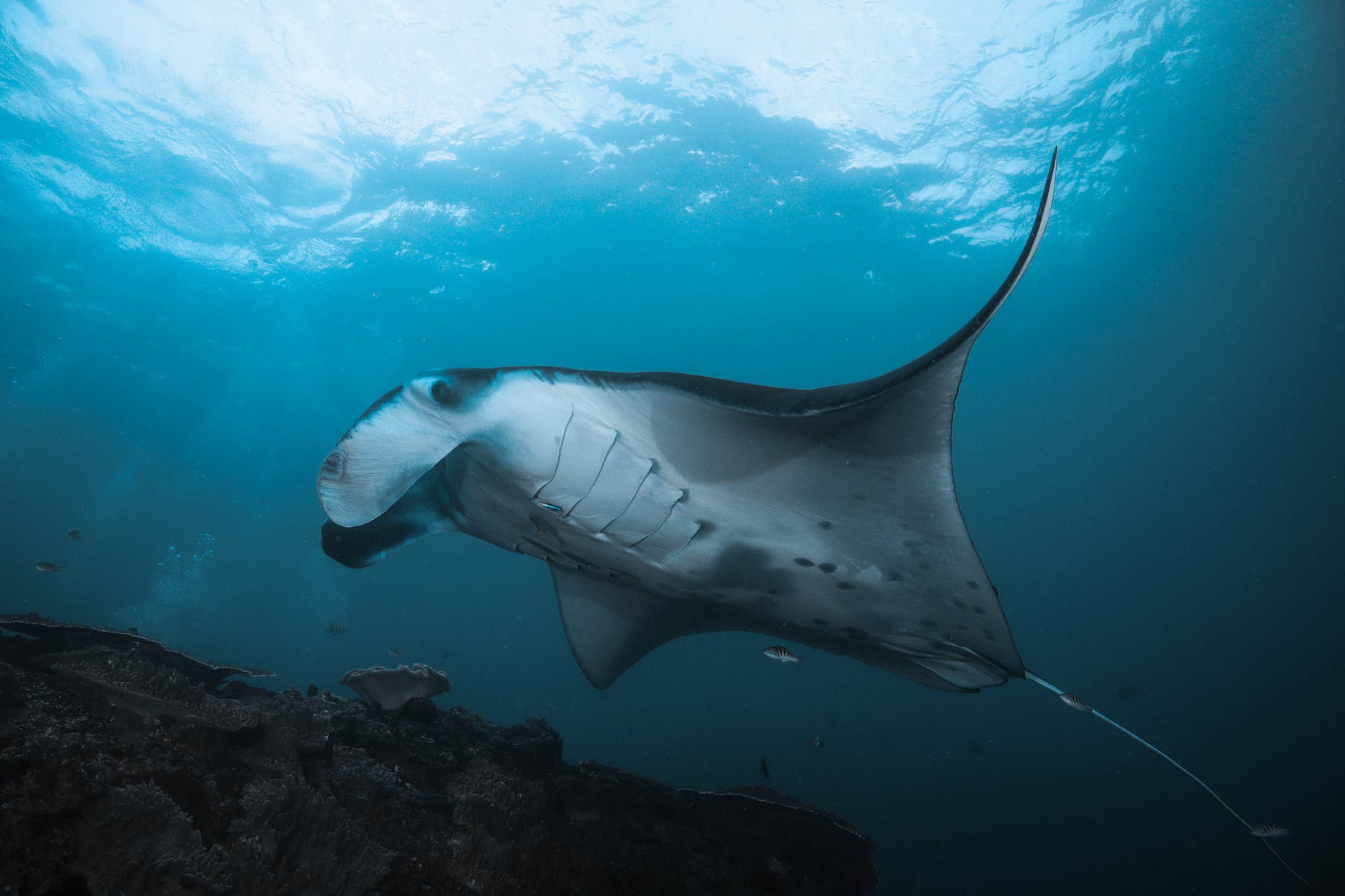 manta ray swimming underwater