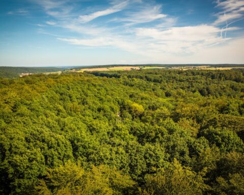 green trees under blue sky