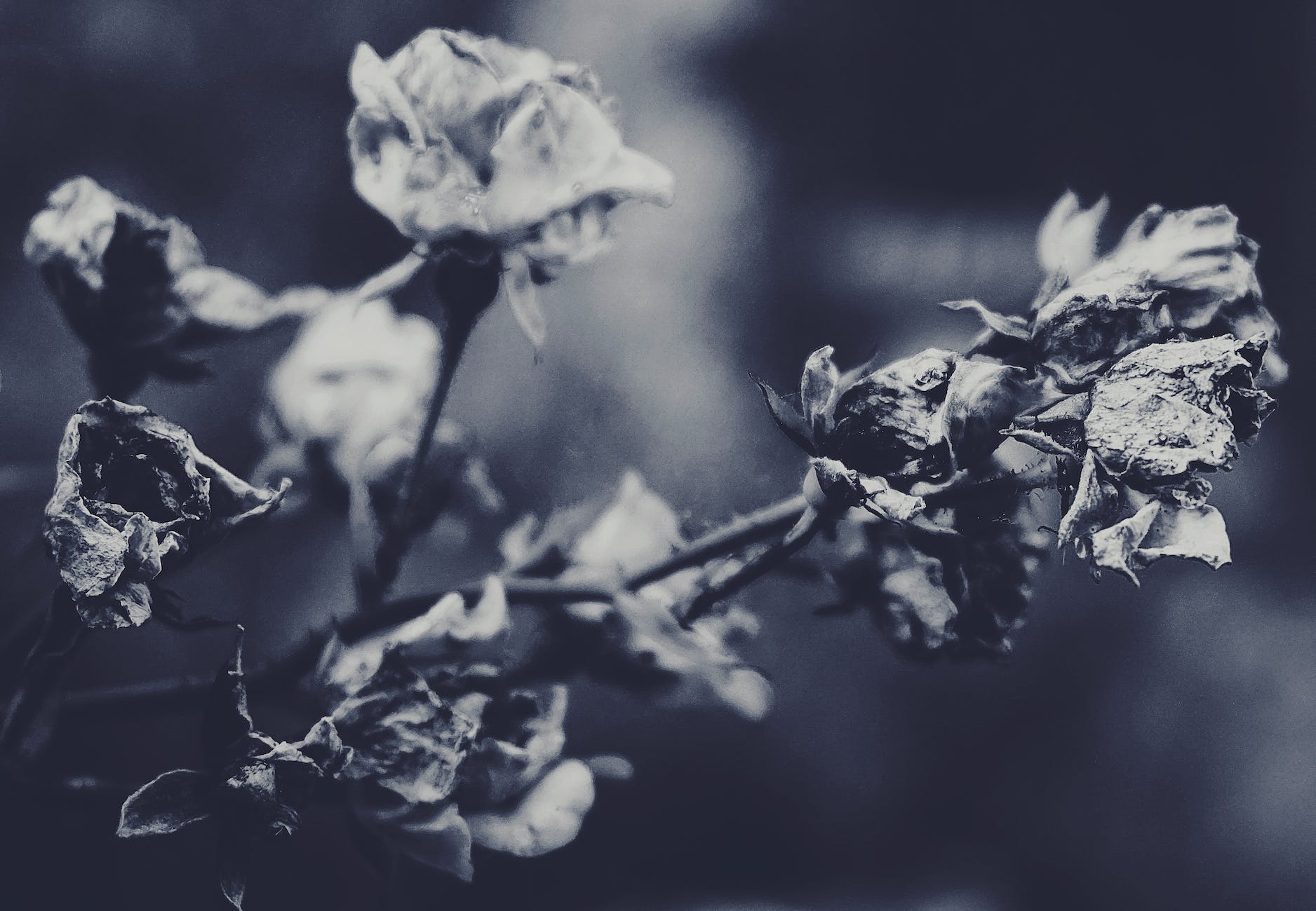 grayscale photography of a rose plant