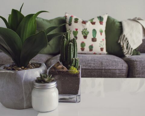 photo of plants on the table