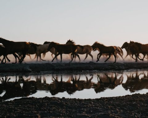 herd of horses running by water