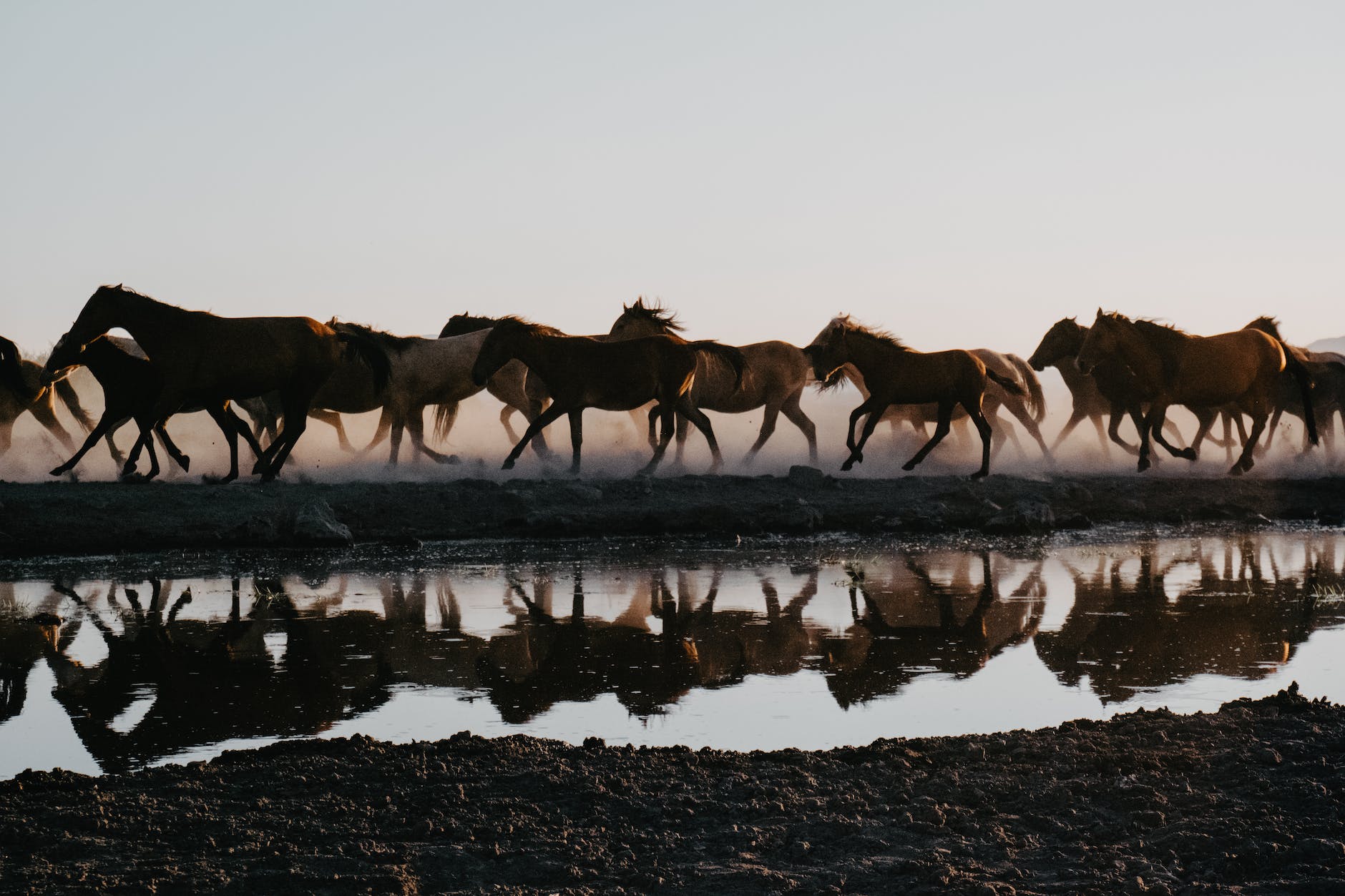 herd of horses running by water