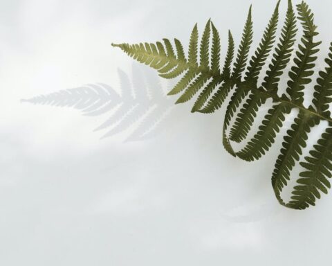 green fern leaf