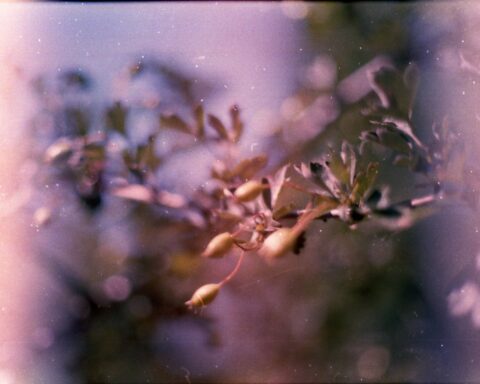 green plant in close up photography